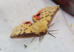 Diacrisia purpurata