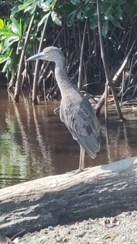 Yellow-crowned Night Heron