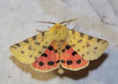 Diacrisia purpurata