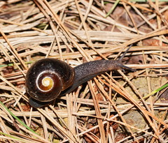 Victaphanta compacta