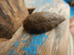 Platevindex martensi