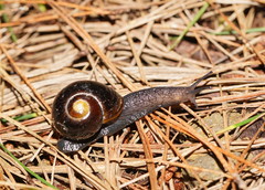 Victaphanta compacta