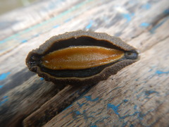 Platevindex martensi