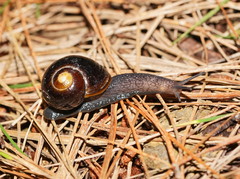 Victaphanta compacta