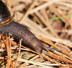 Victaphanta compacta