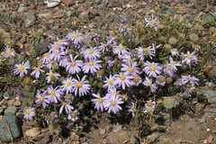 Aster altaicus canescens