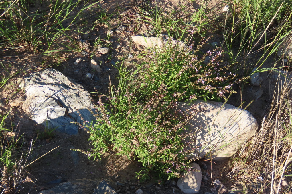 Ocimum americanum; photograph author not stated, no rights reserved
