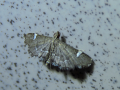 Diathrausta profundalis