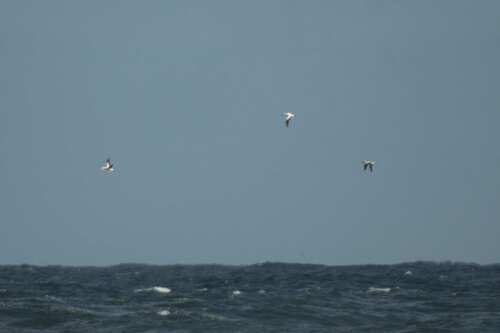 iNaturalist image