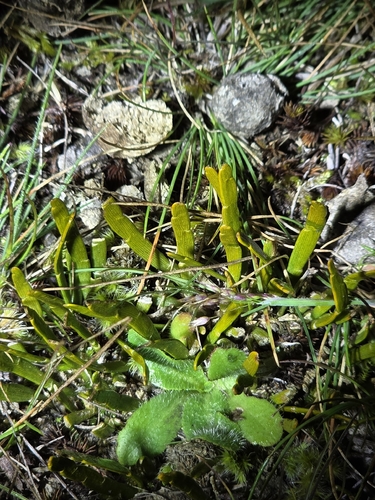 Carmichaelia corrugata, photograph 1
