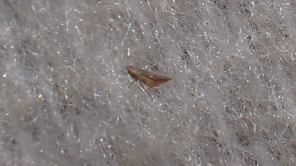 Psammotettix excisus
