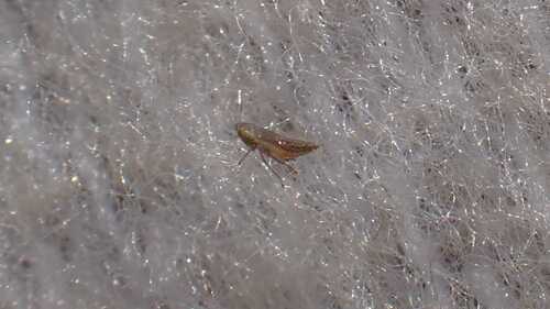 Psammotettix excisus