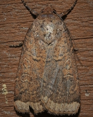 Abagrotis anchocelioides