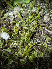 Carmichaelia corrugata, photograph author not stated, no rights reserved
