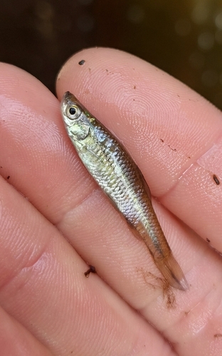 Pseudorasbora parva