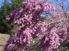 Erica nutans