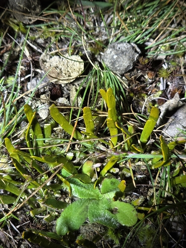 Carmichaelia corrugata, photograph 3