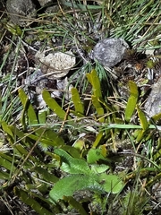 Carmichaelia corrugata, photograph author not stated, no rights reserved