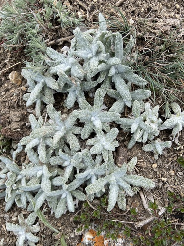 Salvia canescens, photograph 3