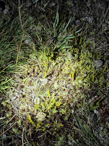 Carmichaelia corrugata, photograph 5