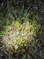 Carmichaelia corrugata, photograph author not stated, no rights reserved