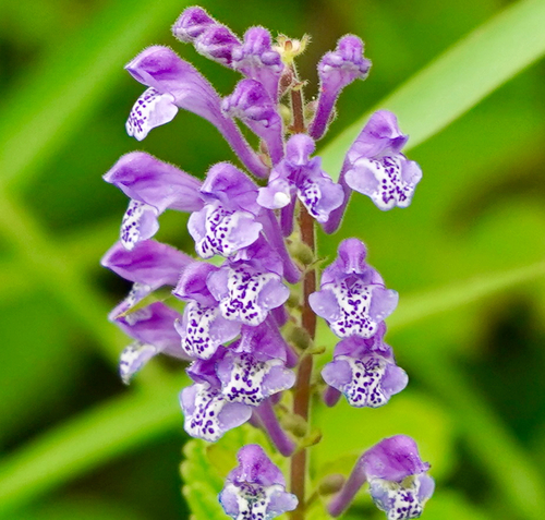 Scutellaria indica iNat (1)