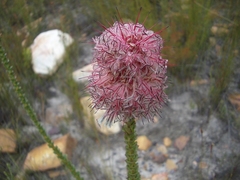 Paranomus longicaulis