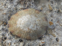 Cellana radiata