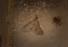 Piletocera macroperalis