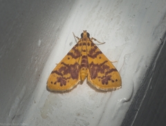 Conogethes haemactalis