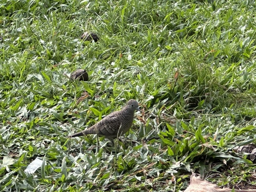 Zebra Dove