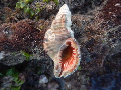 Monoplex pilearis