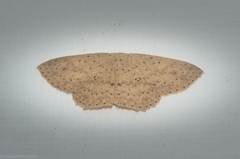 Cyclophora turneri