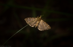 Musotima ochropteralis