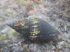 Mitridae