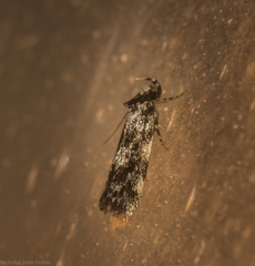 Barea eucapnodes