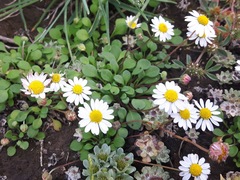 Bellium bellidioides