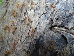 Oecophylla longinoda