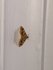 Dichocrocis clytusalis