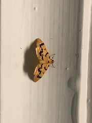 Dichocrocis clytusalis