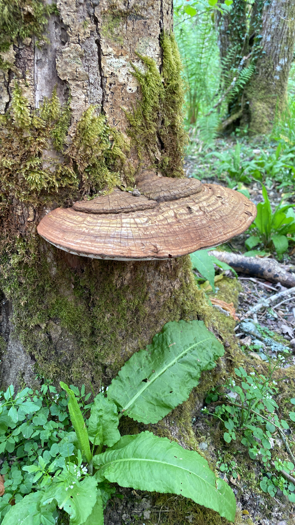 Ganoderma applanatum · May 2026 · photo: © jond47 (iNaturalist, cc-by)