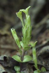 Gentiana zollingeri