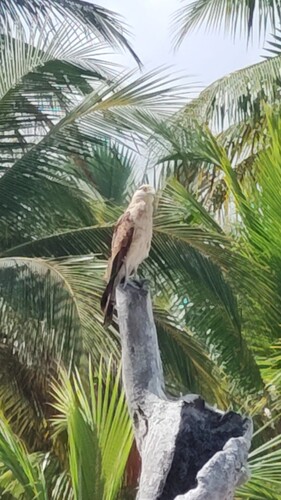 Yellow-headed Caracara