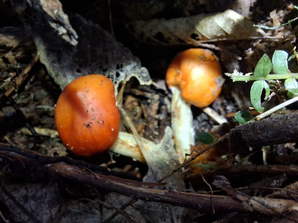 Leratiomyces erythrocephalus · May 2026 · photo: © bigfarma2017 (iNaturalist, cc-by)