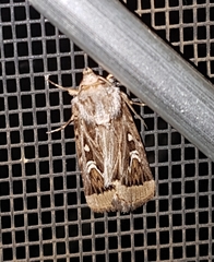 Proteuxoa angasi
