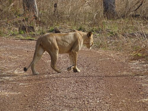 Northern Lion