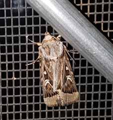 Proteuxoa angasi
