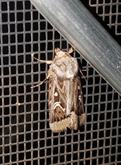 Proteuxoa angasi