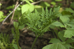 Sceptridium robustum