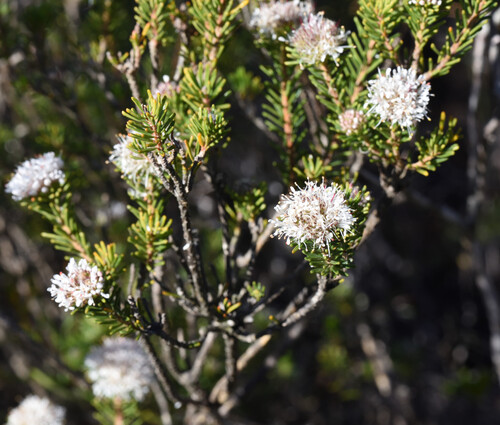 Agathosma gonaquensis, photograph 6